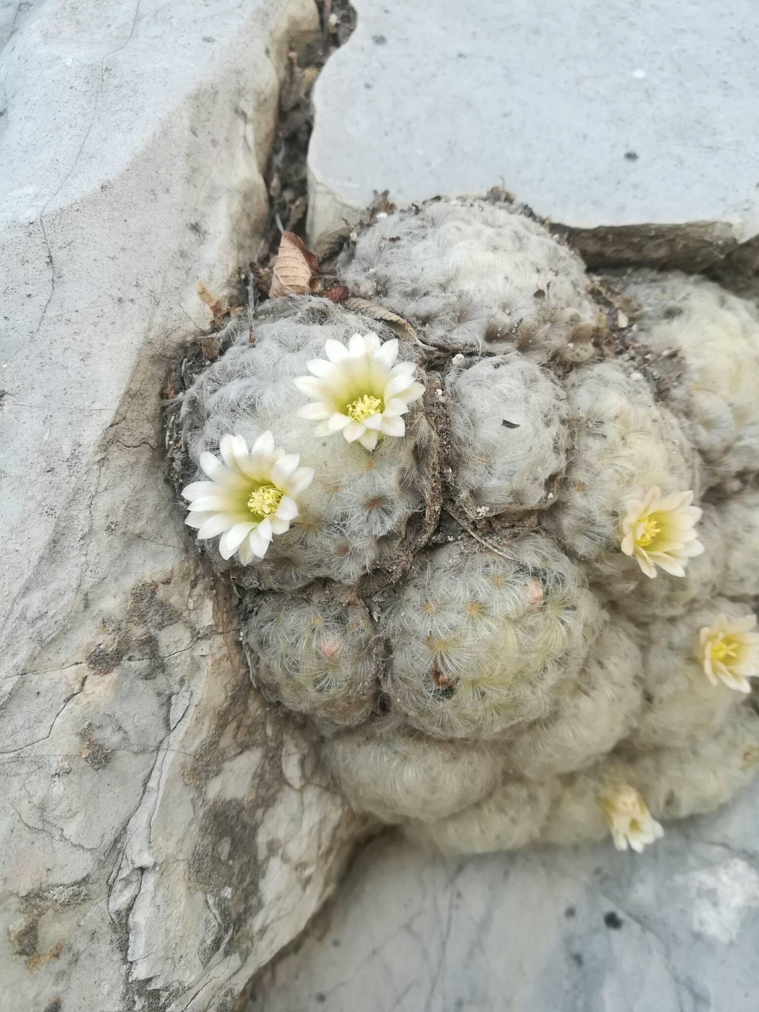 Mammillaria plumosa